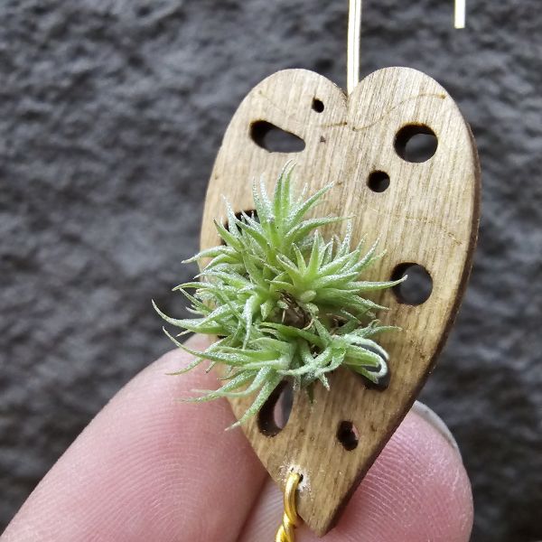 草皮鳳(實生叢)/Tillandsia tricholepis seedling 