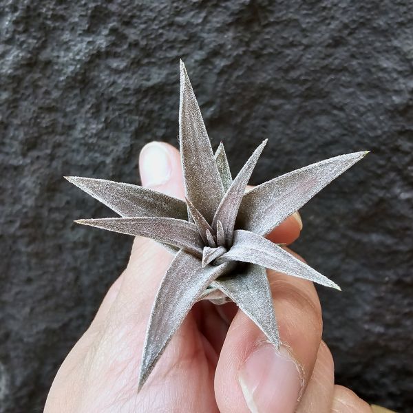 銀飾品(鳥岩)肥肥美芽/Tillandsia Silver Trinket (ionantha × chiapensis) 