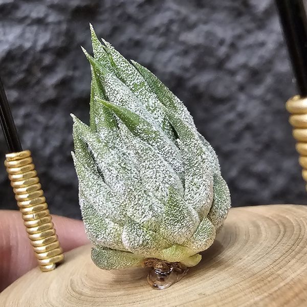 歐洲榛果(特殊)Tillandsia ionantha Hazelnut (Europe)~來源歐洲玩家、早期由一株栽培的後代芽、植株相當肉感、成株比起常見歐榛大 