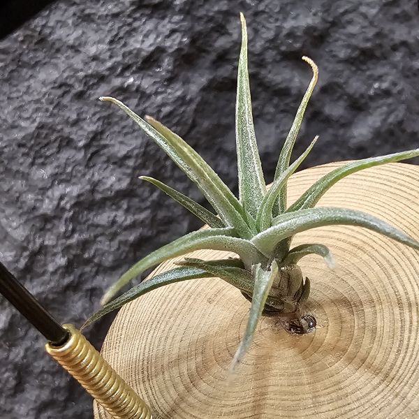白天鵝×紅電捲#8262/Tillandsia Barfussii × streptophylla Red Form #8262 