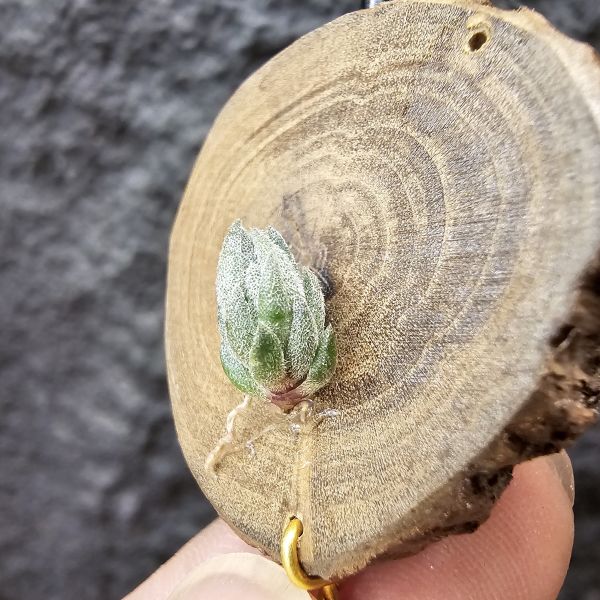 雪鵝×銀冰/Tillandsia SP. × Chiletensis 