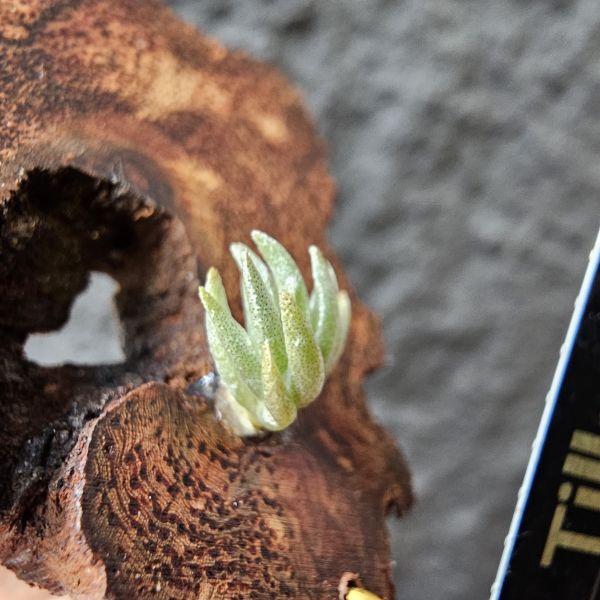 P燒(正版P燒！！！)Tillandsia Piauiensis(Europe) 