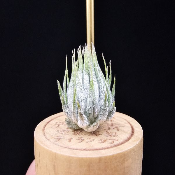 德K榛果/Tillandsia ionantha haselnuss(KK) 