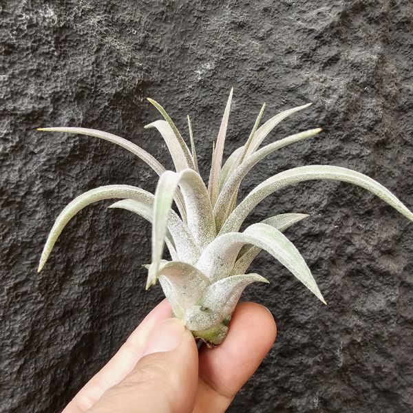 銀飾品(Bird Rock)/Tillandsia Silver Trinket (ionantha × chiapensis) 