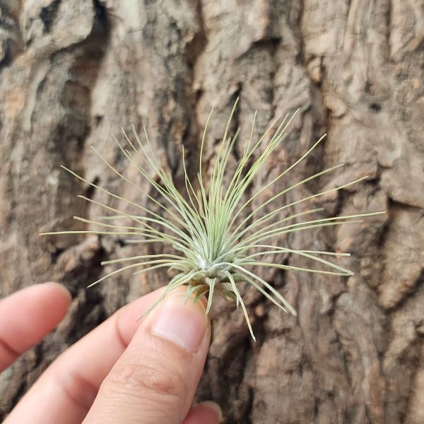 白毛毛/Tillandsia Fuchsii V. Gracillis 