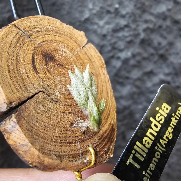 海螺(帶2芽)Tillandsia peiranoi(Argentina) 