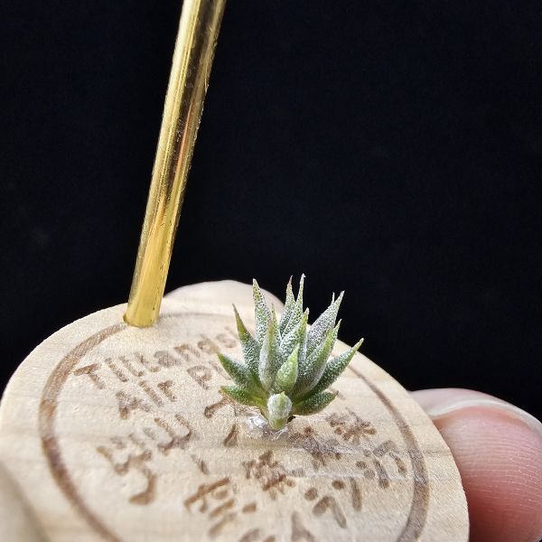 榛果精靈紫星(新品、小尺寸)/Tillandsia ionantha Hazelnut Stiff Purple Star~特殊個體，光照穩定或溫差，植株會有點顯紫色，肉眼看較明顯、硬葉質感。 