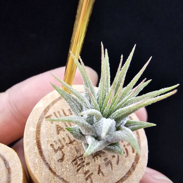 羅西塔小精靈(紅+綠)2株組合販售/Tillandsia ionantha Rosita~相同環境偏紅與綠色的個體 