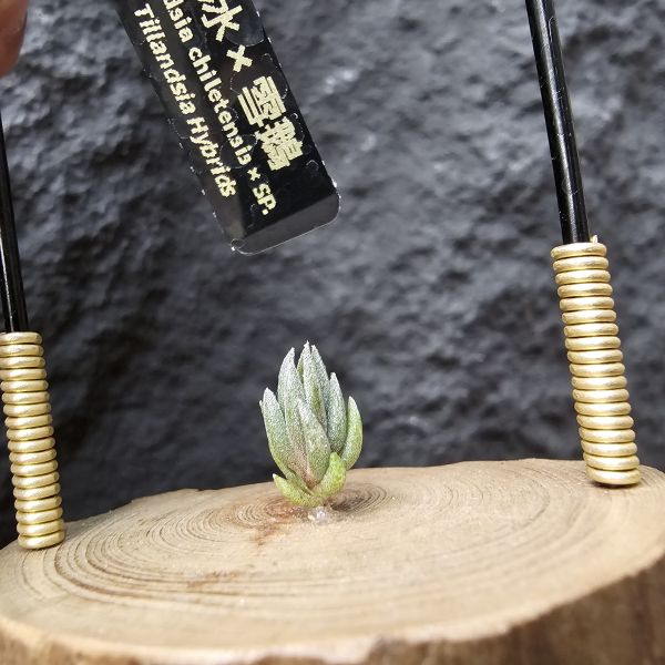 銀冰×雪鵝/Tillandsia chiletensis × SP. 