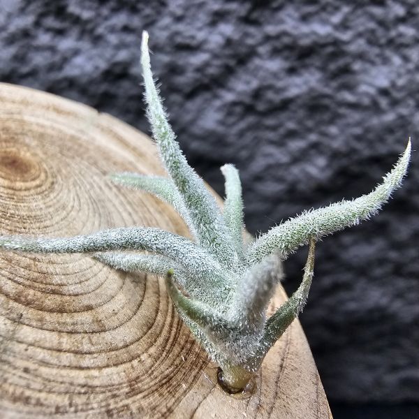 Tillandsia balsasensis(Europe)歐洲正確的巴爾薩斯，少見流通。 