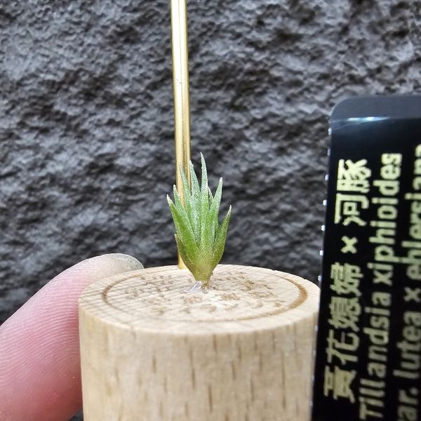 黃花媳婦(xip)×河豚/Tillandsia xiphioides var. lutea × ehlersiana 