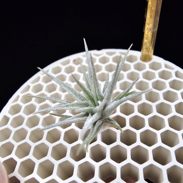 金屬K燒×終極薄紗(巴西野採！)/Tillandsia kautskyi × chapeuensis var. turriformis(Brazil)~金屬質感的K燒，與老玩家都很清楚難養的'巴西野採終薄'交種！圖六較大植株參照！ 