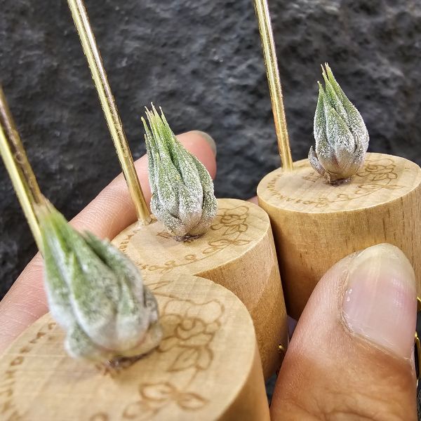 雨林AP(成株早期較細葉)不挑株/Tillandsia ionantha Apretado(RFI) 