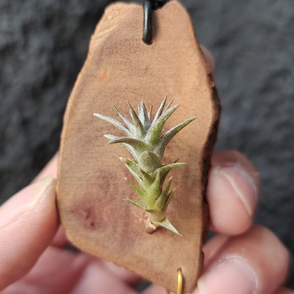侏儒毒藥-紅色型/Tillandsia Latifolia Enano Red 