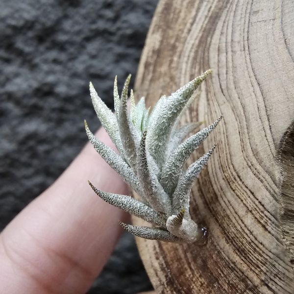 布雷爾(成株尺寸)/Tillandsia brealitoensis(Argentina) 