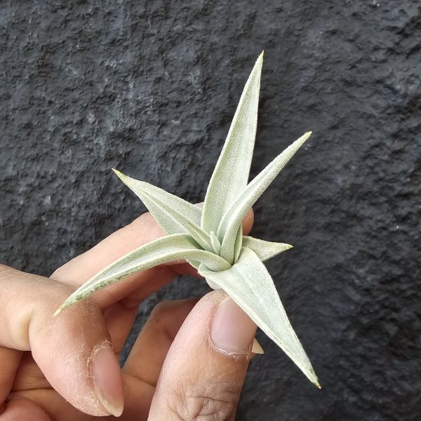 白天鵝/Tillandsia Barfussii 