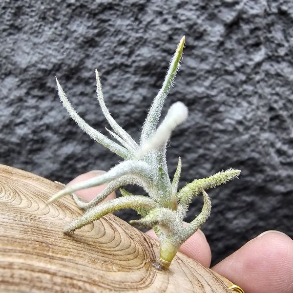 Tillandsia balsasensis(Europe)歐洲正確的巴爾薩斯，少見流通。 