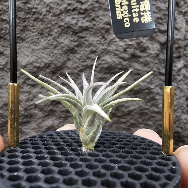 初戀 × 墨西哥電捲/Tillandsia arequitae × streptophylla Mexico 
