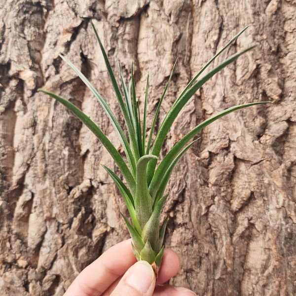 鳳尾×貝克利/Tillandsia Rogrigueziana × Brachycaulos 