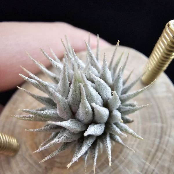 德K榛果×雨林AP(芽養至近成株最少2~3年)/Tillandsia ionantha haselnuss x ionantha Apretado(RFI) 