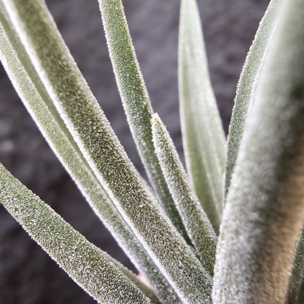 格雷羅西斯-墨西哥原生種/Tillandsia guerreroensis Rauh 