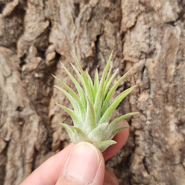榛子小精靈/Tillandsia ionantha Hazelnuts 