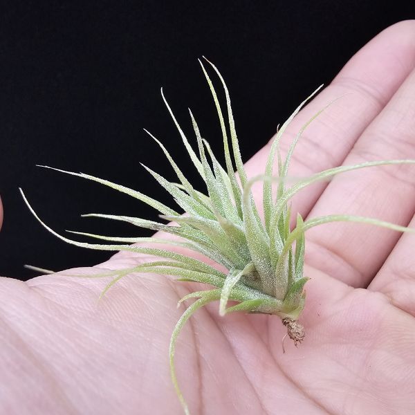 旋風大開曼×電捲燙(長大很美)/Tillandsia flexuosa Grand Cayman × streptophylla~旋風大開曼交種好像都不令人失望！圖四、五較大植株參照！ 