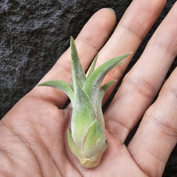 綠精靈×芬蘭紐麗娜-胖胖芽/Tillandsia ionantha green × variabilis 