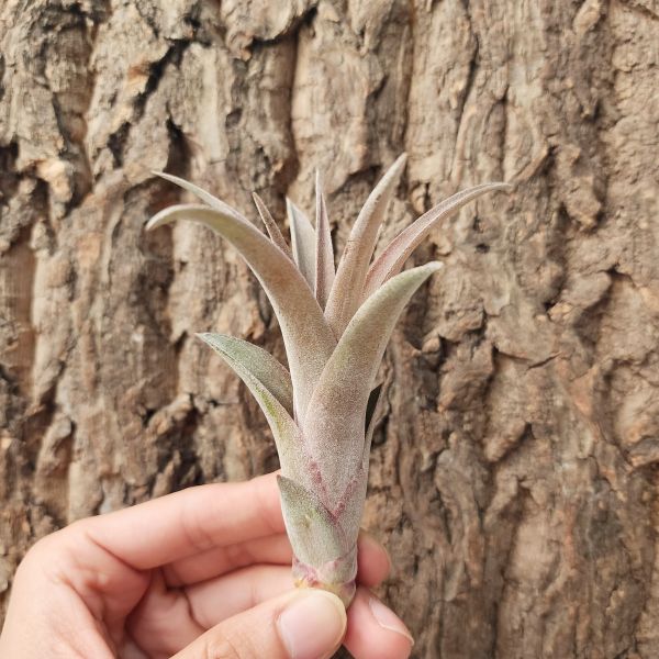 卡比他他-橘×電捲燙/Tillandsia Capitata Orange x Streptophylla 