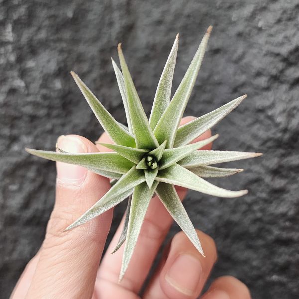 卡麥拉/Tillandsia Comarapaensis Mini 