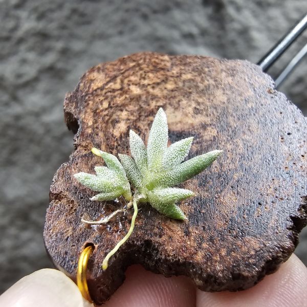 Tillandsia capillaris(73.04) 