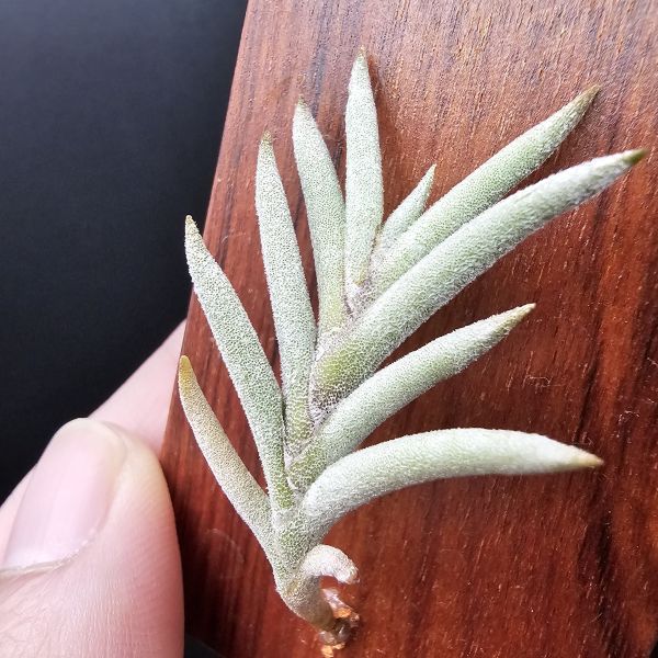 Tillandsia capillaris(Europe)~歐洲卡畢、植株不小未見過開花的型態。 