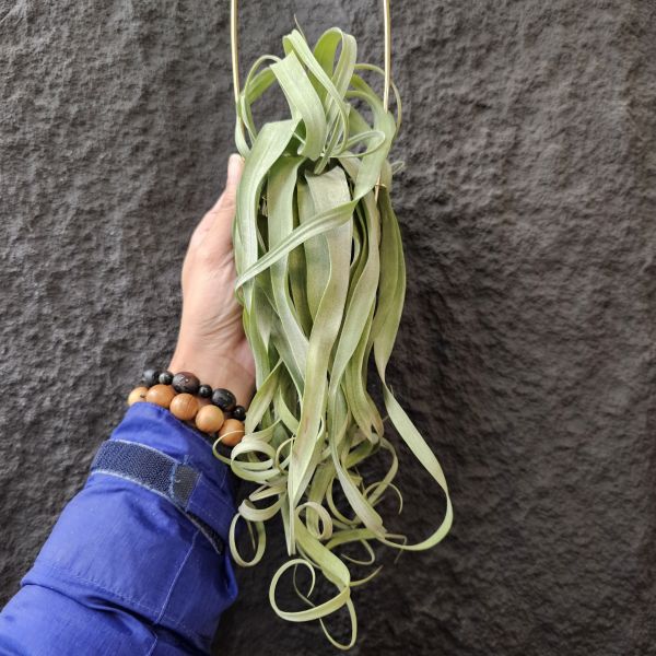 長葉電捲(不含吊架)/Tillandsia streptophylla~露養植株多少有正常耗葉!完美主義請勿下單! 