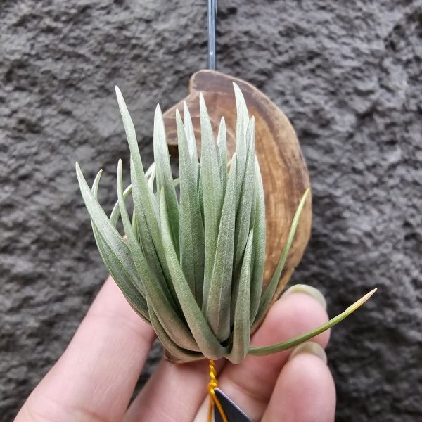 Tillandsia tenuifolia var. saxicola(M+尺寸)紫水晶變異型態較小型個體，與T.tenuifolia Bronze Tip很相似，以來源名稱為主，T.tenuifolia的個體也相當多變，實際上有無個體差異也不好判別，此品未曾見開花過！側上木會呈勾勾的型態相當漂亮！ 