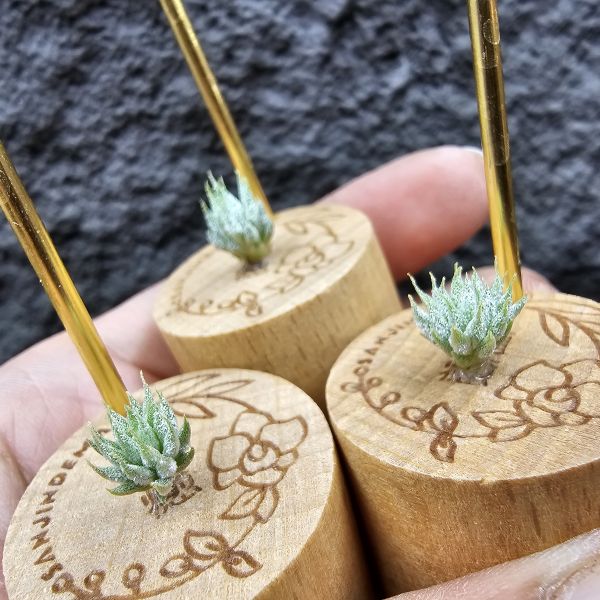 榛榛(雨林榛果×德K榛果)不挑株/Tillandsia ionantha haselnuss(RFI) × haselnuss(KK) 