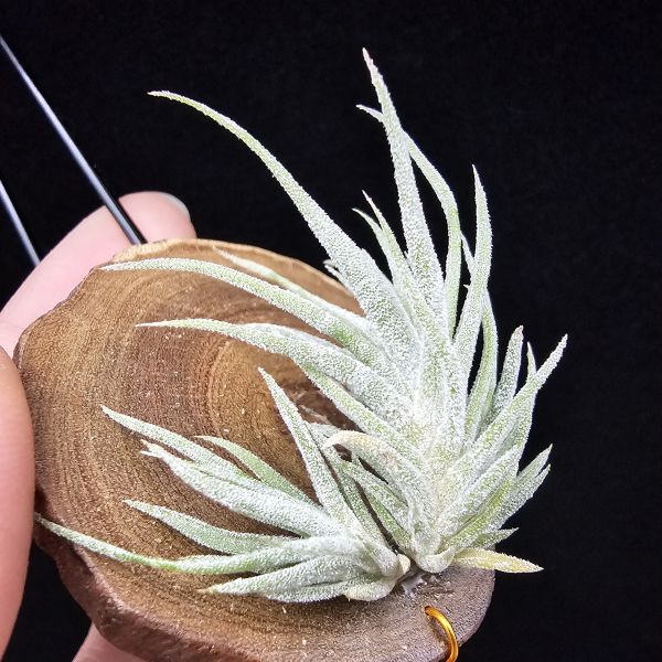 New~小矮人精靈×雞爪(精靈爪?)/Tillandsia ionantha Enano(Tropiflora) × glabrior~熱帶'小矮人精靈'與銀葉質感的'雞爪'交種，有點奇葩XD~叢生滿美、毛毛的~ 