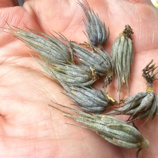 墨西哥SP.(特價、稍有葉傷品項不影響成長、不挑株無上木)/Tillandsia species(Mexico) 