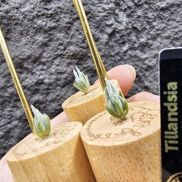 巴西毛鵝SP.×Kirschnekii(不挑株)/Tillandsia SP. × Kirschnekii(紫花) 