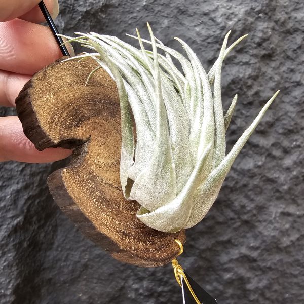 K燒(大尺寸)/Tillandsia kautskyi 