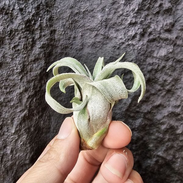 墨西哥電捲燙-早期選株後代-小芽/Tillandsia Streptophllya Mexico 