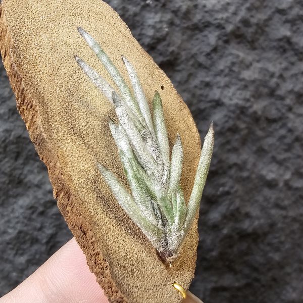 卡畢拉瑞斯(歐洲)帶芽/Tillandsia capillaris (Europe)~圖四可參考叢生型態 