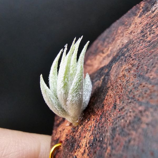 歐洲蘿莉/Tillandsia loliacea(Europe) 