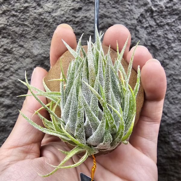 S燒(L)/Tillandsia sprengeliana(Europe) 