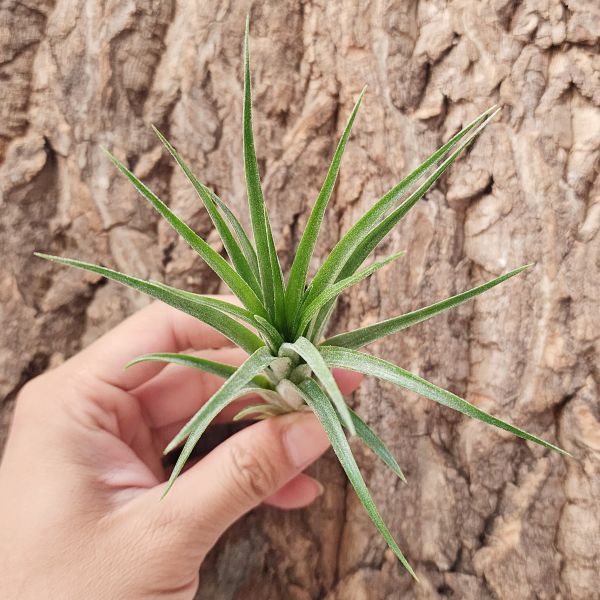 維多利亞(小精靈×貝克利)/Tillandsia Victoria(Ionantha × Brachycaulos) 
