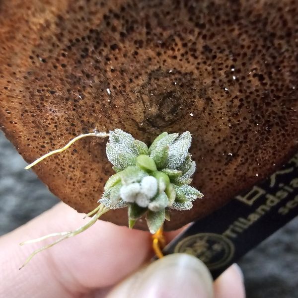 白天鵝(實生叢)/illandsia barfussii seedling 