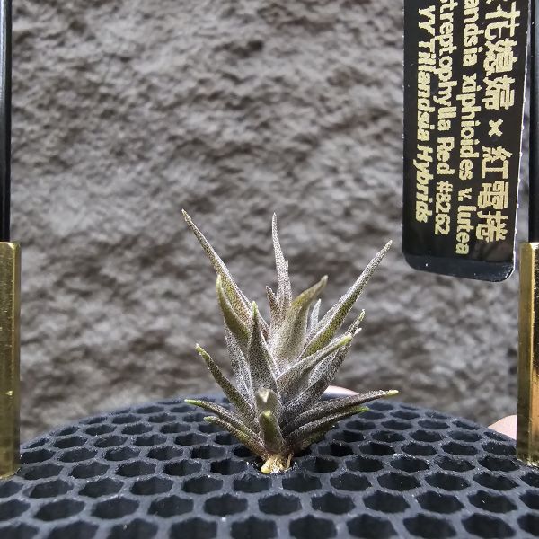 黃花媳婦(xip)×紅電捲/Tillandsia xiphioides v. lutea × streptophylla Red#8262~xip為母本，卻又帶有紅電捲Q葉感與顯色的特性。 