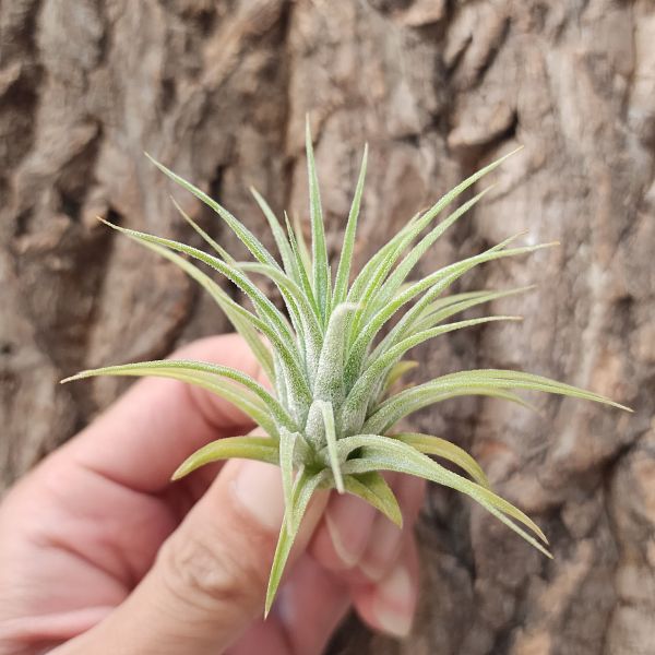 相撲小精靈-白花/Tillandsia Ionantha Suno Size White 