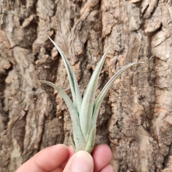 伊麗莎白/Tillandsia Elizabethiae 