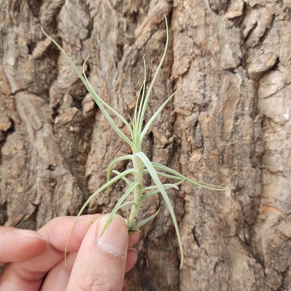 魚刺(香花)/Tillandsia Caerulea 