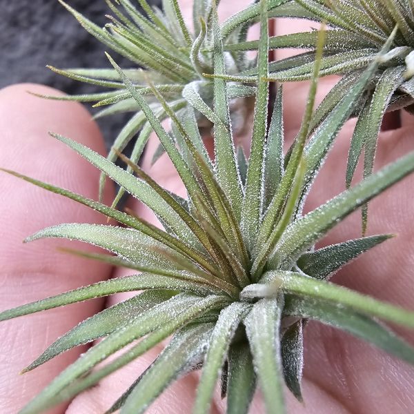 小精靈V.多國花(中心會顯暗紅色)不挑株/Tillandsia ionantha v. stricta 